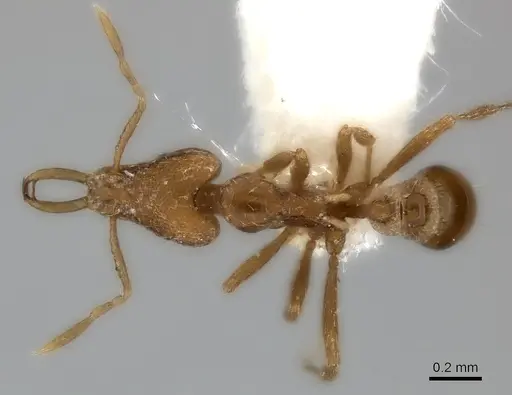 Strumigenys juliae specimen CASENT0217952 image casent0217952_1