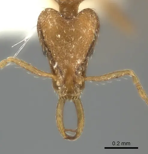Strumigenys juliae specimen CASENT0217952 image casent0217952_2