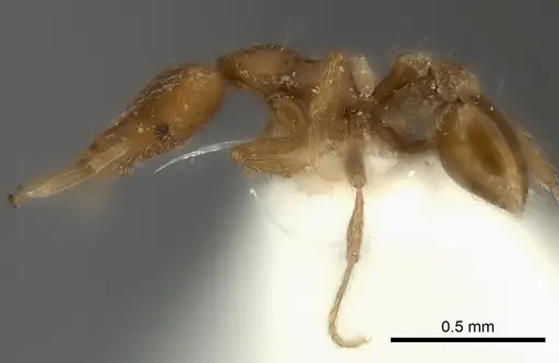 Strumigenys juliae specimen CASENT0217952 image casent0217952_3
