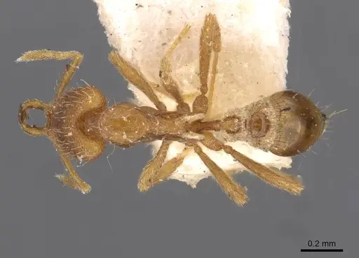 Strumigenys juliae specimen CASENT0909315 image casent0909315_1