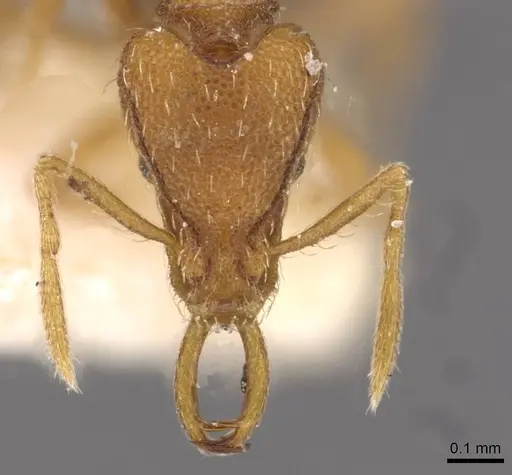 Strumigenys juliae specimen CASENT0909315 image casent0909315_2