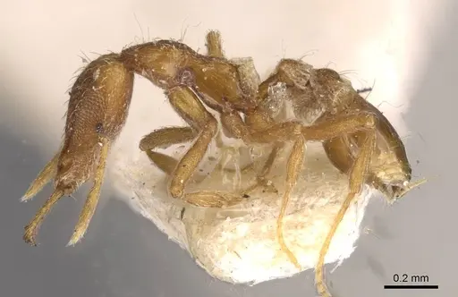 Strumigenys juliae specimen CASENT0909315 image casent0909315_3