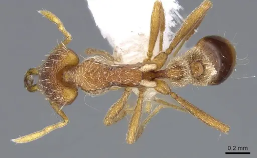 Strumigenys juliae specimen CASENT0914804 image casent0914804_1