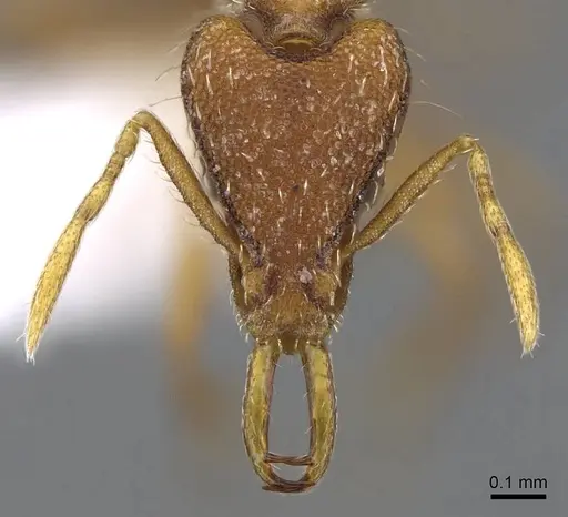 Strumigenys juliae specimen CASENT0914804 image casent0914804_2