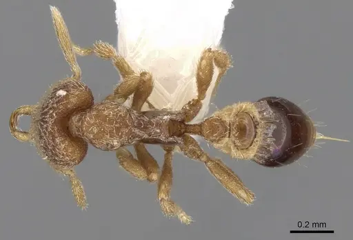 Strumigenys juxta specimen CASENT0280757 image casent0280757_1