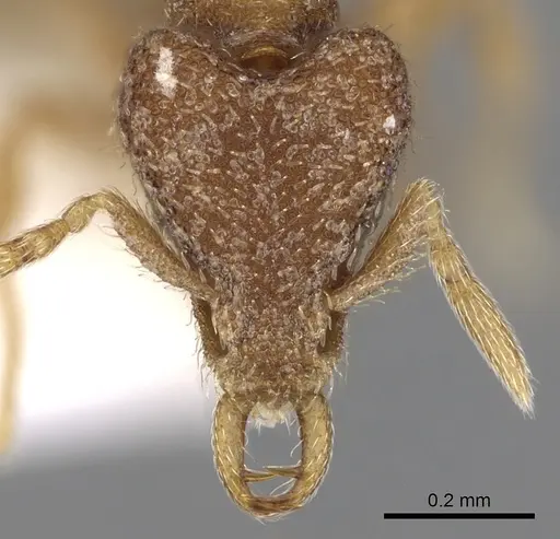 Strumigenys juxta specimen CASENT0280757 image casent0280757_2