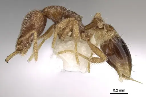 Strumigenys juxta specimen CASENT0280757 image casent0280757_3