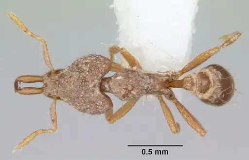 Strumigenys kakothema specimen CASENT0102678 image casent0102678_1
