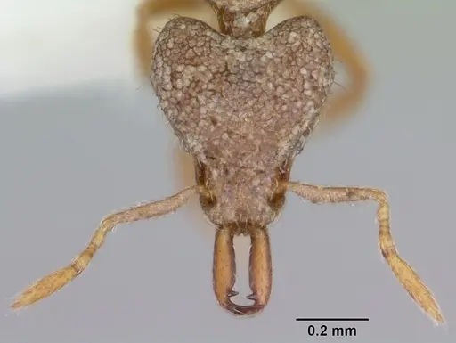 Strumigenys kakothema specimen CASENT0102678 image casent0102678_2