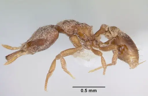 Strumigenys kakothema specimen CASENT0102678 image casent0102678_3