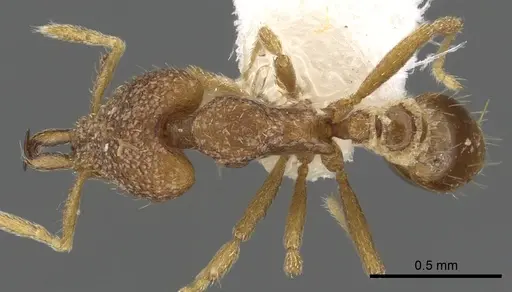 Strumigenys kakothema specimen CASENT0900891 image casent0900891_1