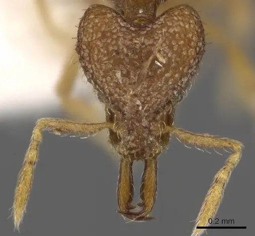Strumigenys kakothema specimen CASENT0900891 image casent0900891_2
