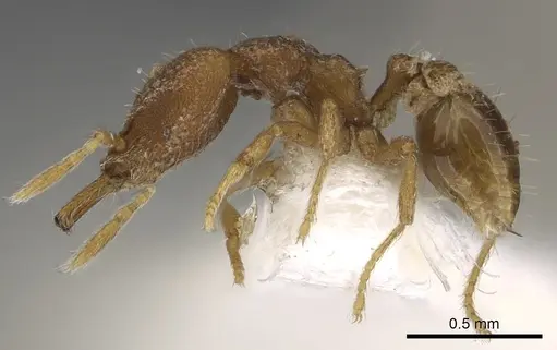 Strumigenys kakothema specimen CASENT0900891 image casent0900891_3