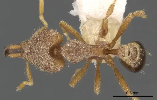Strumigenys kapryx specimen CASENT0900887 image casent0900887_1
