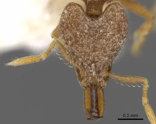 Strumigenys kapryx specimen CASENT0900887 image casent0900887_2