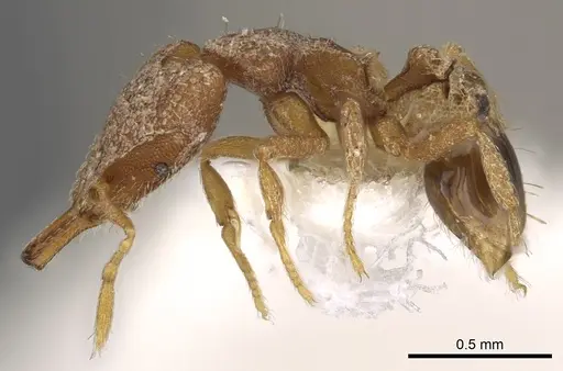Strumigenys kapryx specimen CASENT0900887 image casent0900887_3