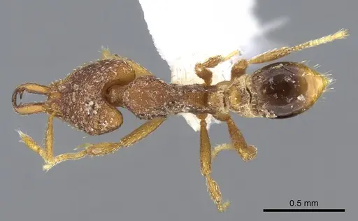 Strumigenys kapryx specimen CASENT0914835 image casent0914835_1