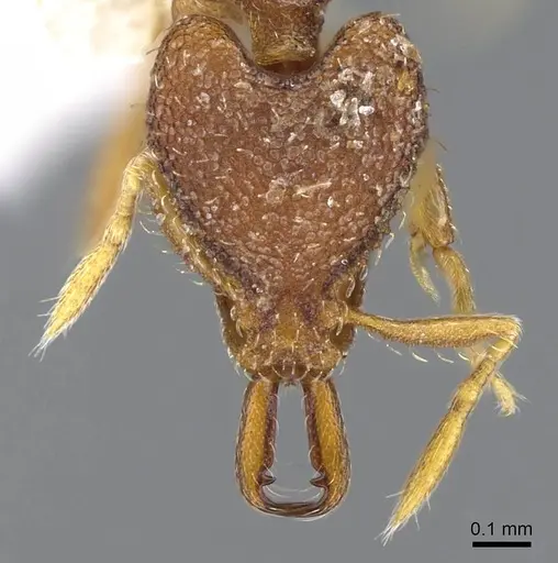 Strumigenys kapryx specimen CASENT0914835 image casent0914835_2