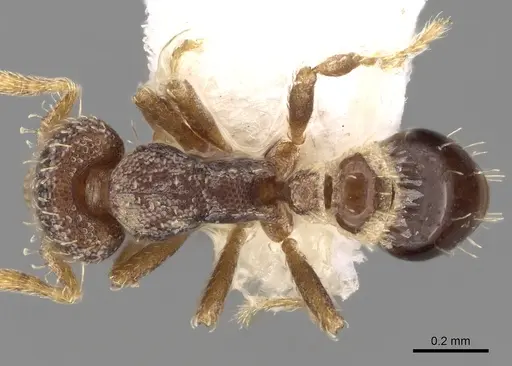 Strumigenys karawajewi specimen CASENT0280700 image casent0280700_1