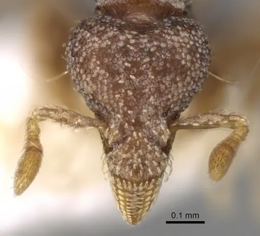 Strumigenys karawajewi specimen CASENT0280700 image casent0280700_2