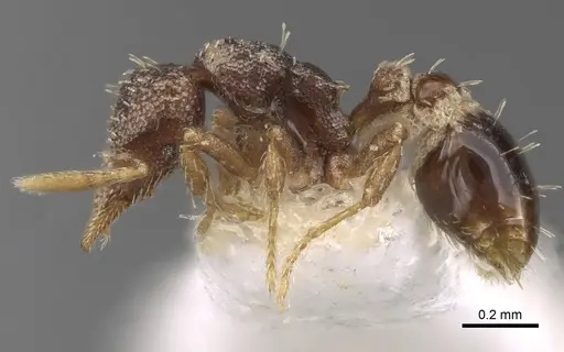 Strumigenys karawajewi specimen CASENT0280700 image casent0280700_3