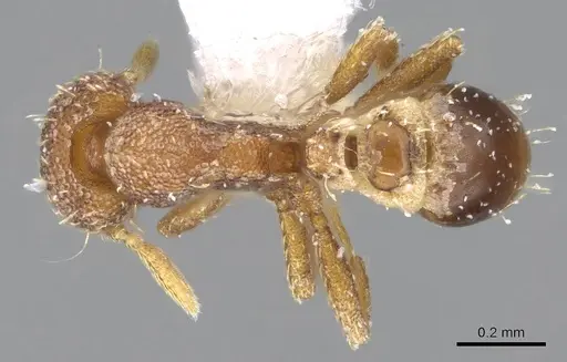 Strumigenys karawajewi specimen CASENT0914625 image casent0914625_1
