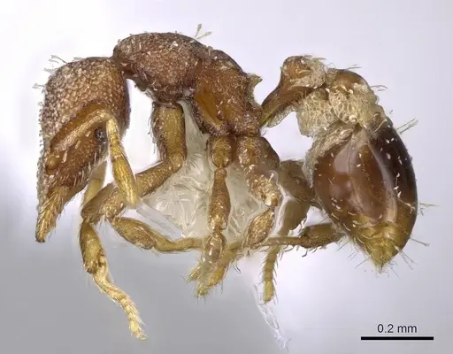 Strumigenys karawajewi specimen CASENT0914625 image casent0914625_3