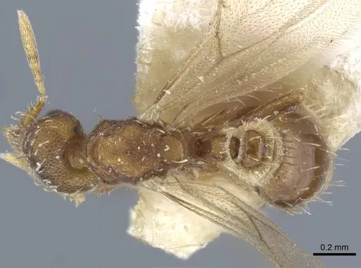 Strumigenys karawajewi specimen CASENT0917088 image casent0917088_1