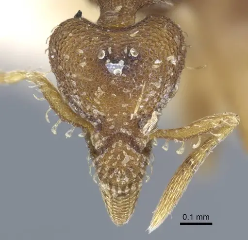 Strumigenys karawajewi specimen CASENT0917088 image casent0917088_2