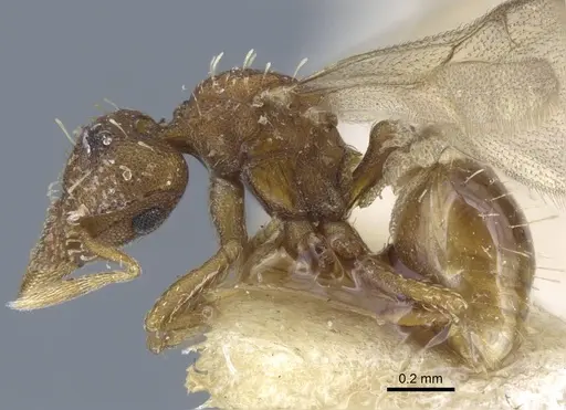 Strumigenys karawajewi specimen CASENT0917088 image casent0917088_3