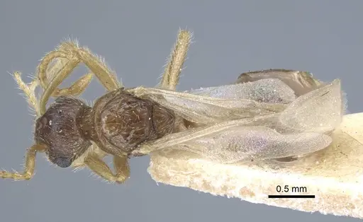 Strumigenys karawajewi specimen CASENT0917090 image casent0917090_1