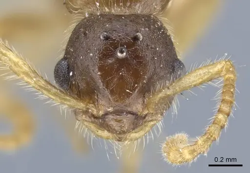 Strumigenys karawajewi specimen CASENT0917090 image casent0917090_2