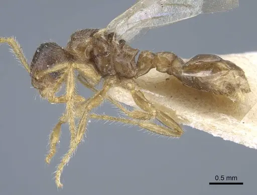 Strumigenys karawajewi specimen CASENT0917090 image casent0917090_3