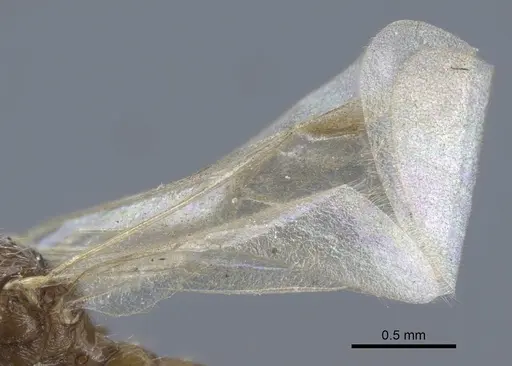 Strumigenys karawajewi specimen CASENT0917090 image casent0917090_4