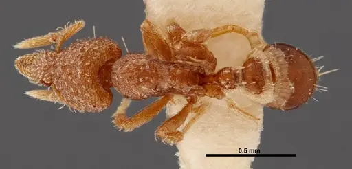 Strumigenys karawajewi specimen FMNHINS0000042997 image fmnhins0000042997_1