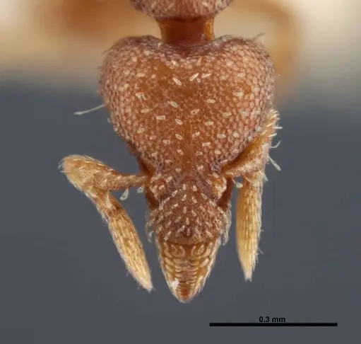 Strumigenys karawajewi specimen FMNHINS0000042997 image fmnhins0000042997_2