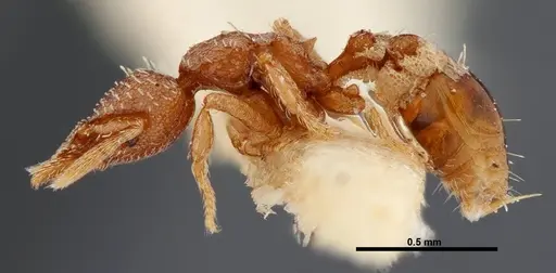 Strumigenys karawajewi specimen FMNHINS0000042997 image fmnhins0000042997_3