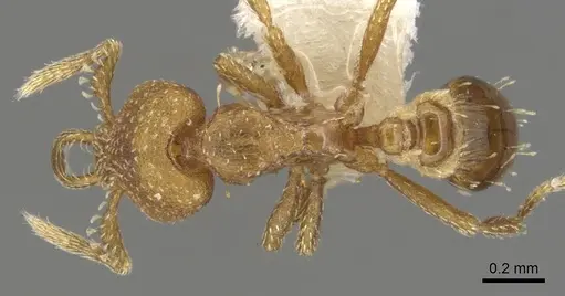 Strumigenys katapelta specimen CASENT0900629 image casent0900629_1