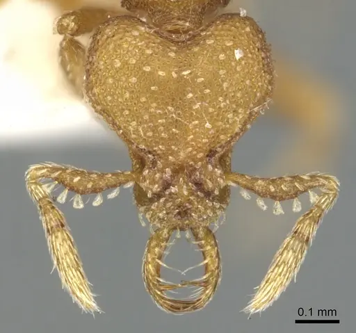 Strumigenys katapelta specimen CASENT0900629 image casent0900629_2