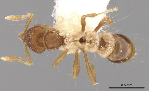 Strumigenys kempfi specimen CASENT0280712 image casent0280712_1
