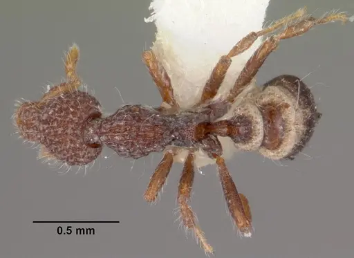 Strumigenys kerasma specimen CASENT0102548 image casent0102548_1