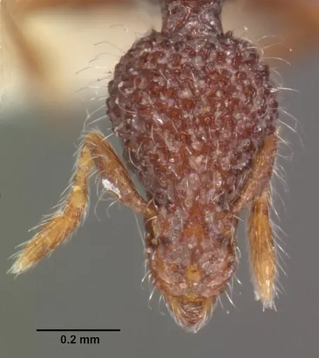 Strumigenys kerasma specimen CASENT0102548 image casent0102548_2