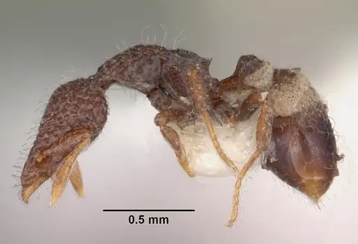 Strumigenys kerasma specimen CASENT0102548 image casent0102548_3