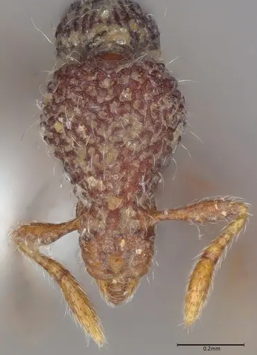 Strumigenys kerasma specimen CASENT0763628 image casent0763628_1