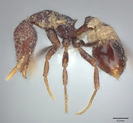 Strumigenys kerasma specimen CASENT0763628 image casent0763628_2