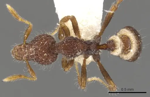 Strumigenys kerasma specimen CASENT0900088 image casent0900088_1