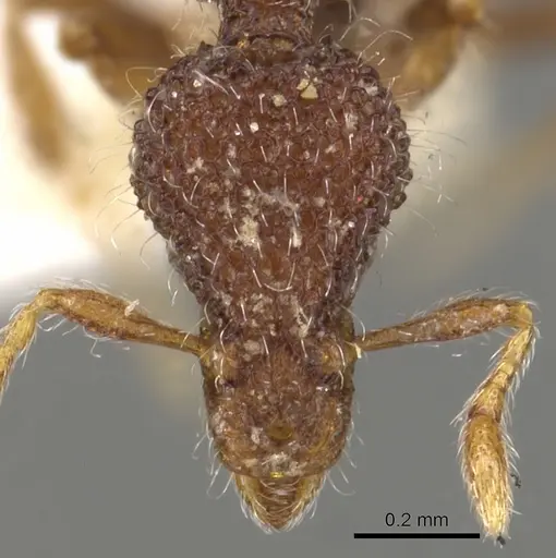 Strumigenys kerasma specimen CASENT0900088 image casent0900088_2