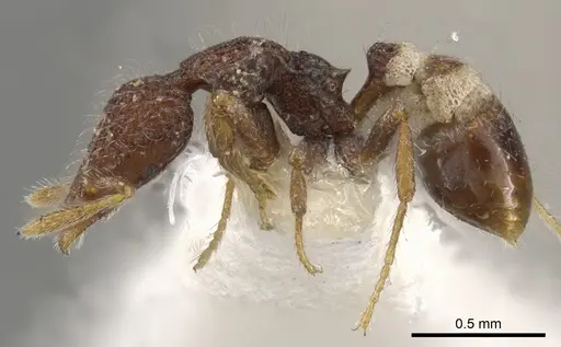 Strumigenys kerasma specimen CASENT0900088 image casent0900088_3