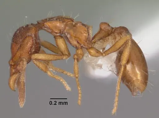 Strumigenys khakaura specimen CASENT0102262 image casent0102262_3
