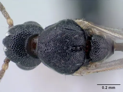 Strumigenys khakaura specimen CASENT0138441 image casent0138441_2